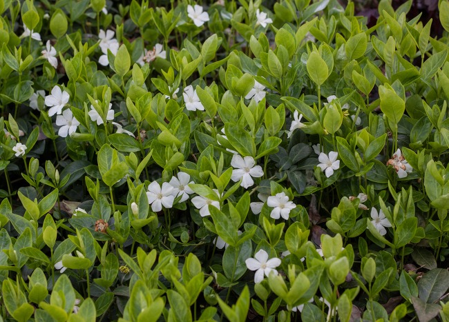 Превью изображения