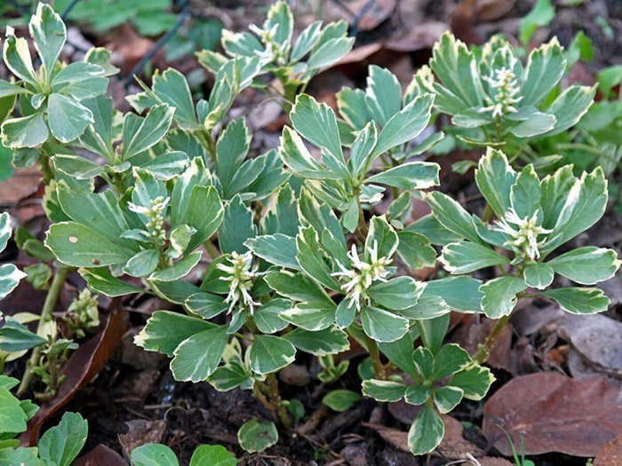 Превью изображения