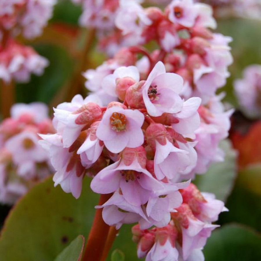 Превью изображения