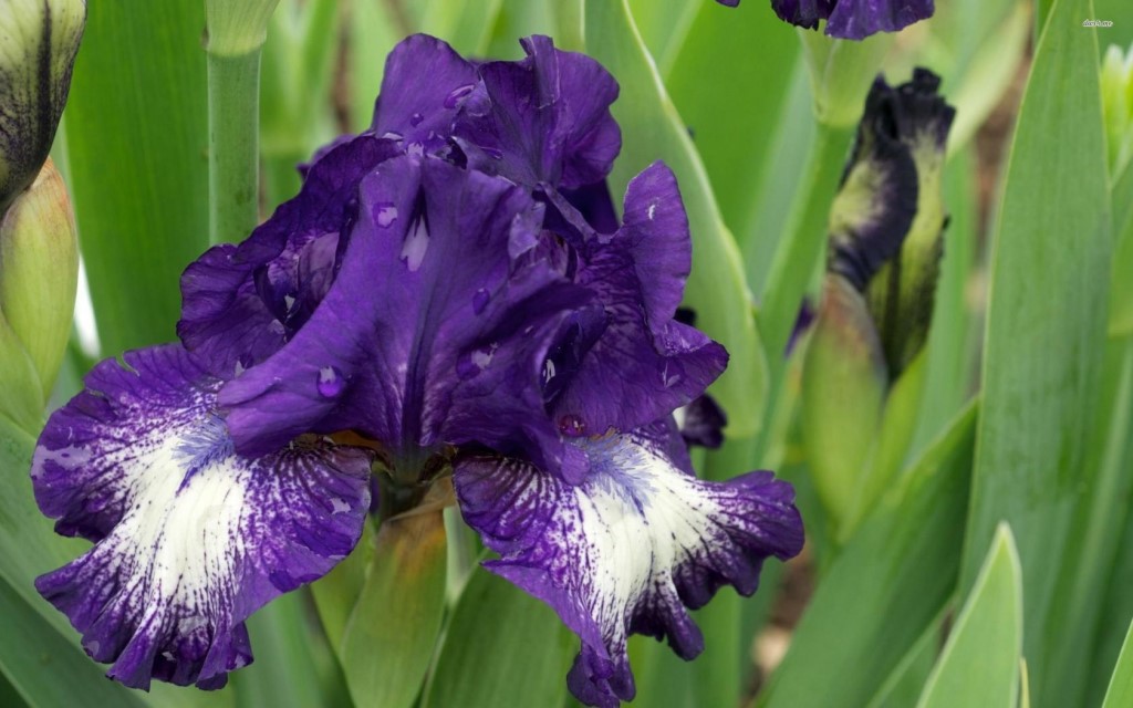 Превью изображения