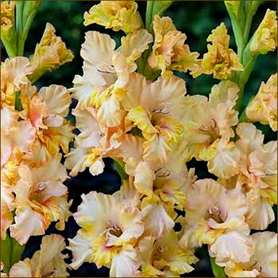 Превью изображения