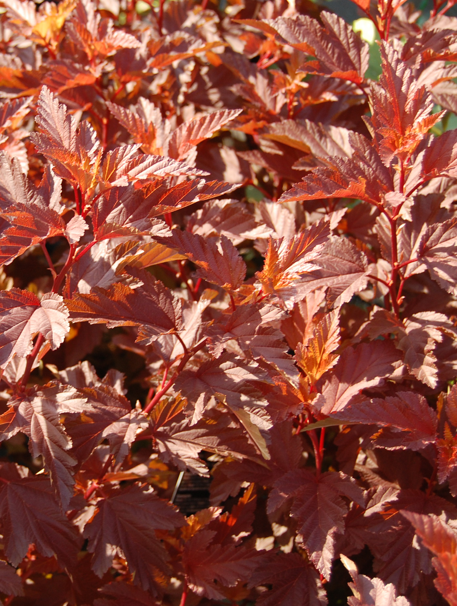 Превью изображения