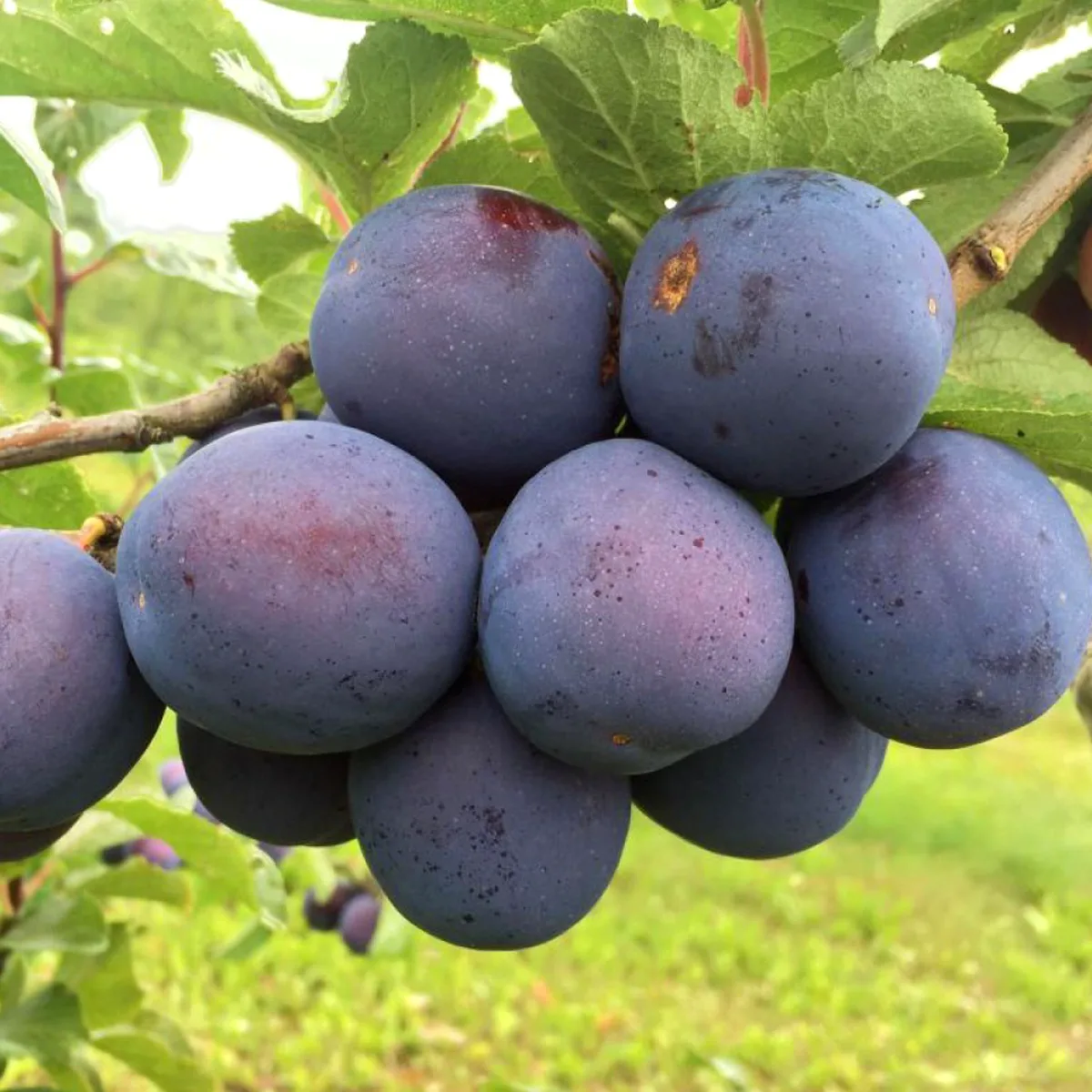 Превью изображения