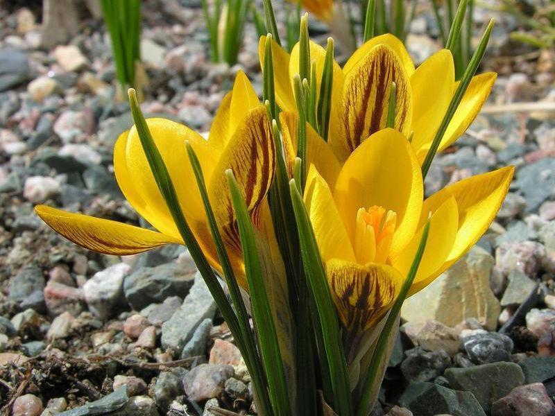 Превью изображения