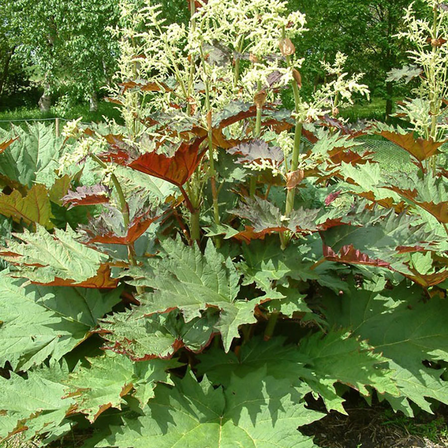 Превью изображения