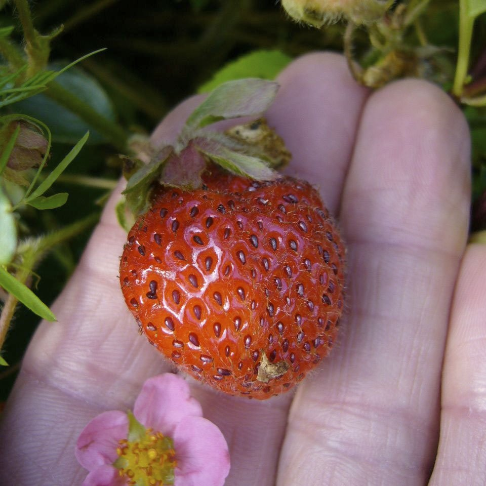 Превью изображения