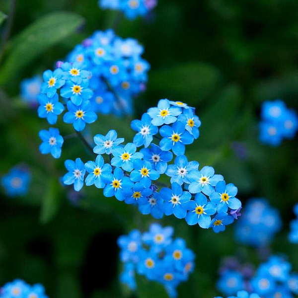 Превью изображения