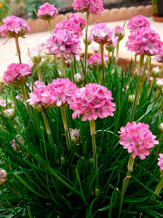 Превью изображения