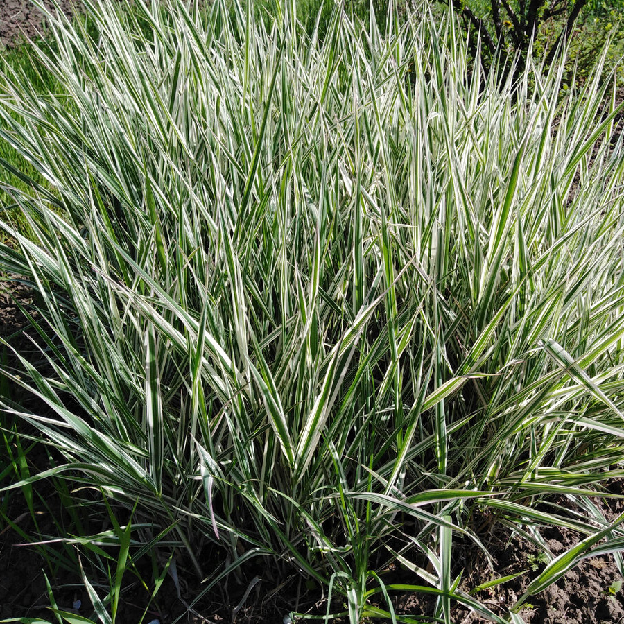 Превью изображения