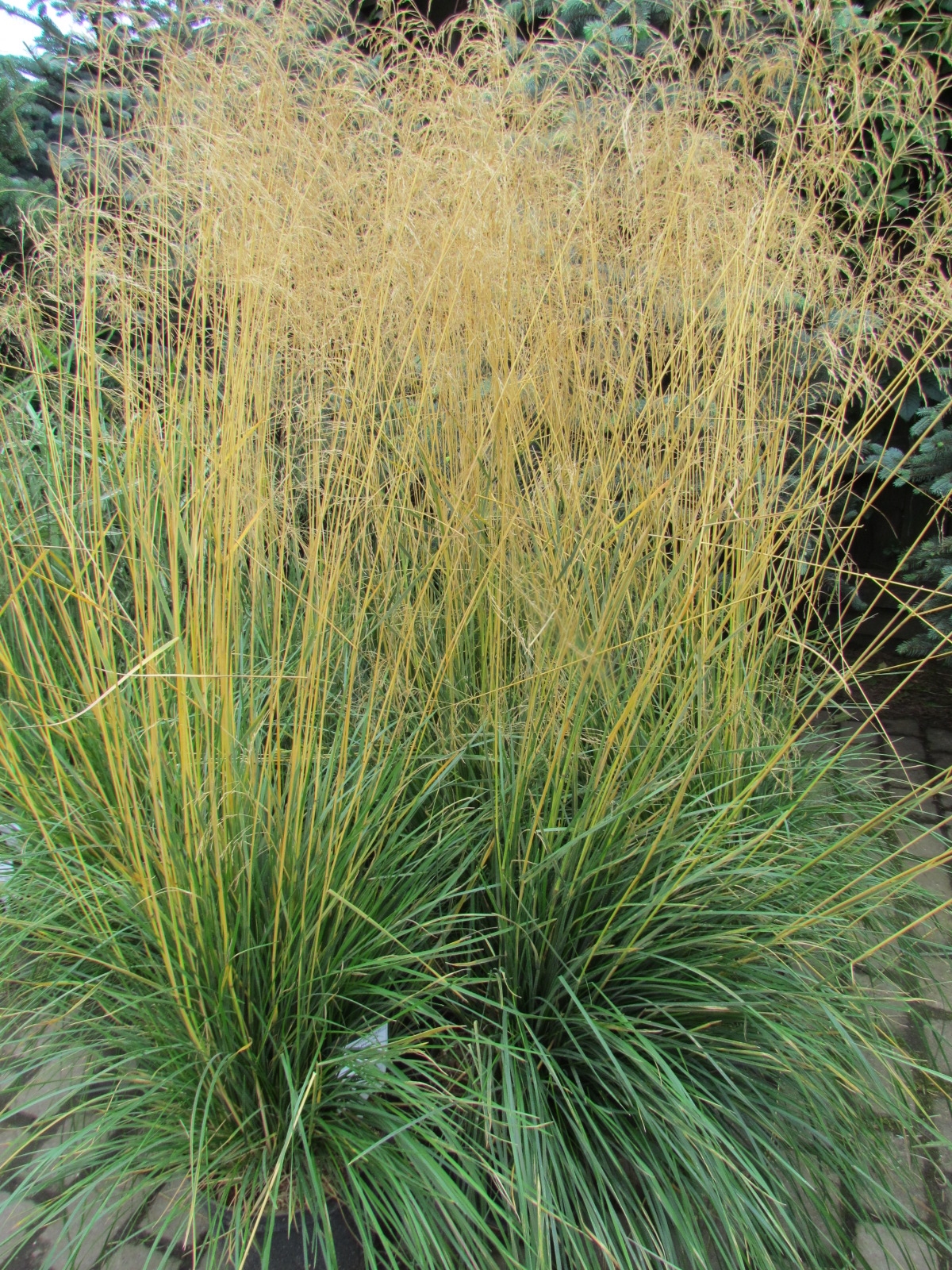 Превью изображения