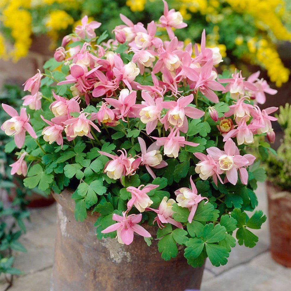 Превью изображения