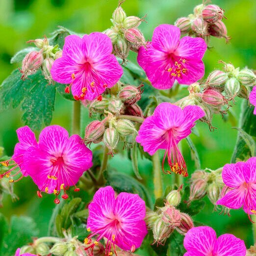 Превью изображения