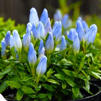 Превью изображения