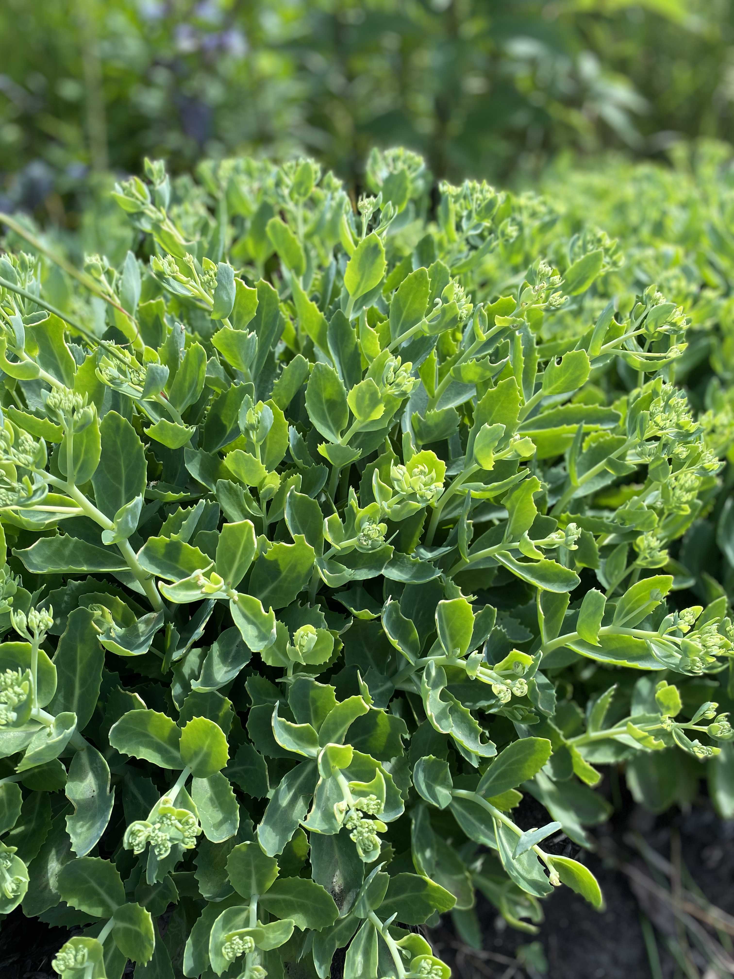 Превью изображения