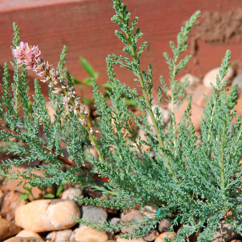 Превью изображения