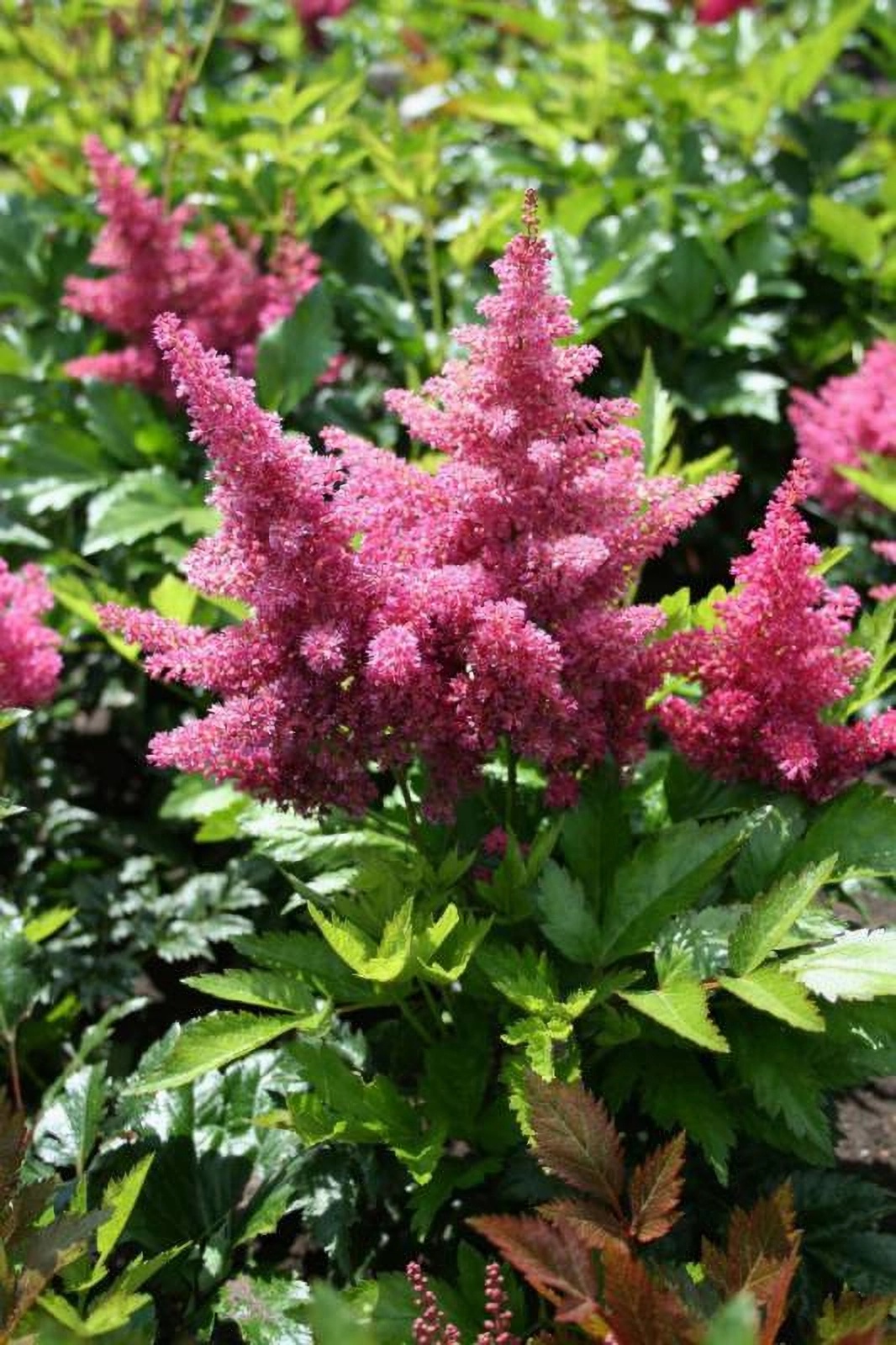 Превью изображения