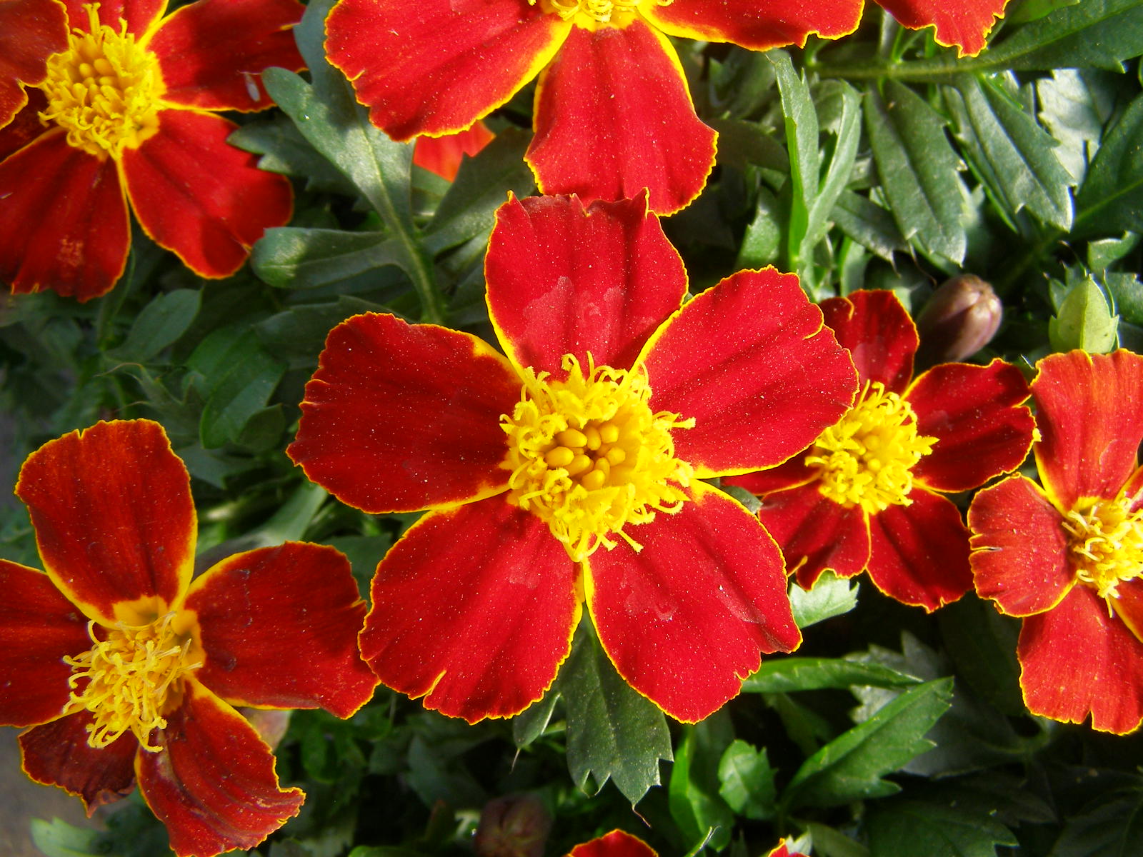 Превью изображения