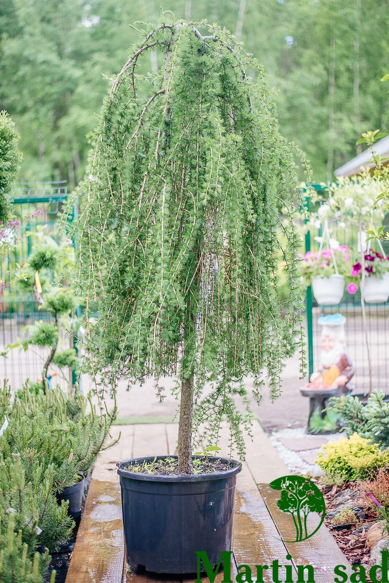 Превью изображения