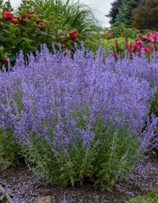 Превью изображения