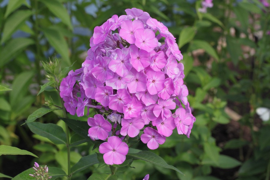 Превью изображения