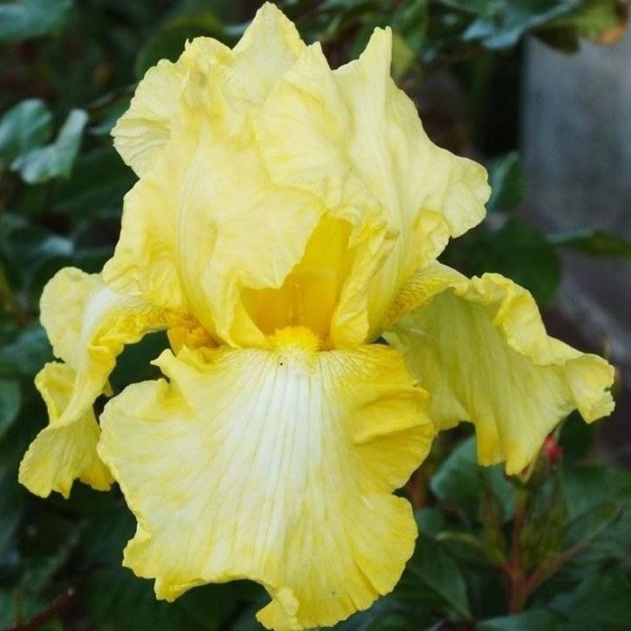 Превью изображения