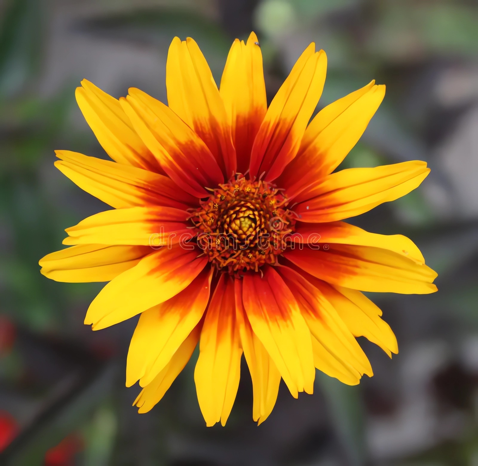 Превью изображения