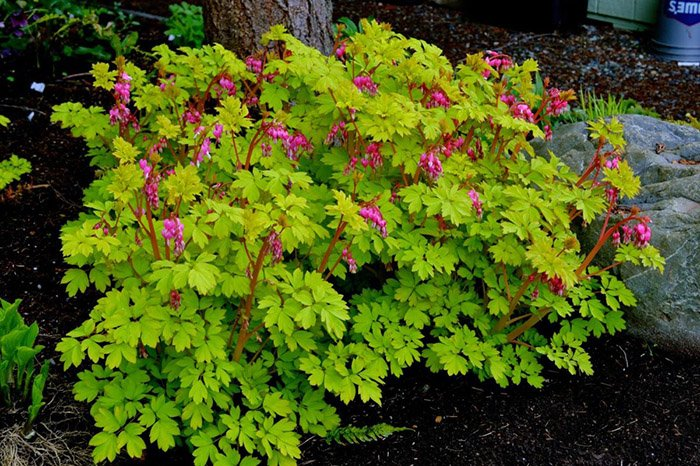 Превью изображения