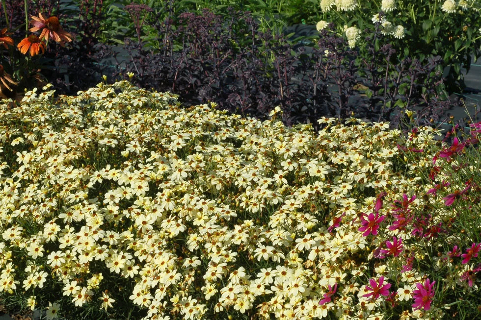 Превью изображения