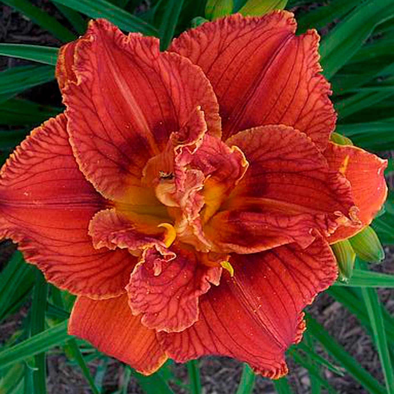 Превью изображения