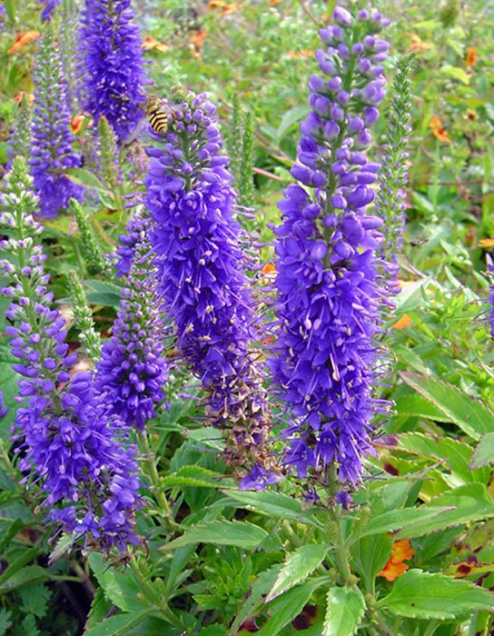 Превью изображения