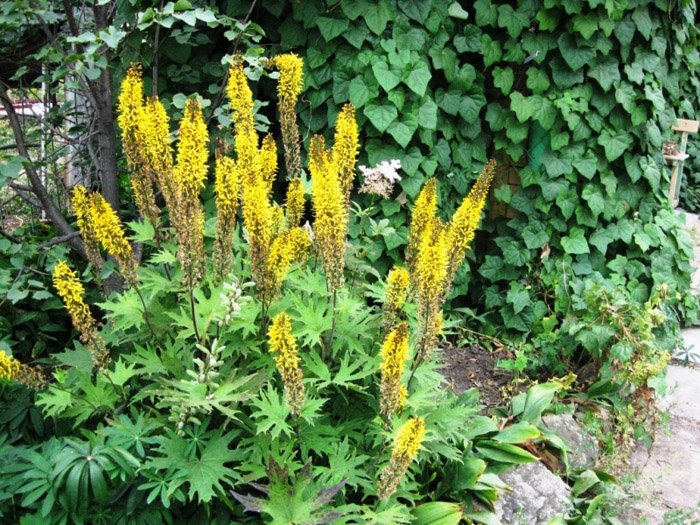 Превью изображения