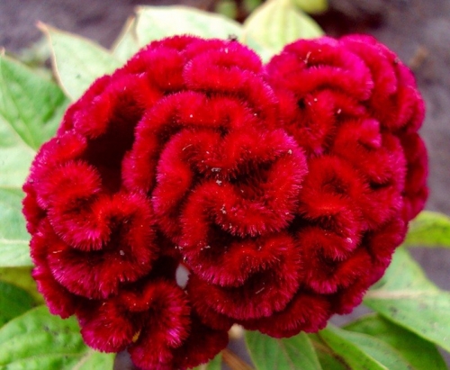 Превью изображения