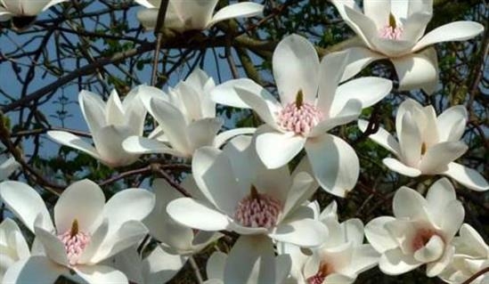 Превью изображения