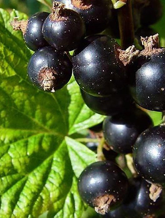 Превью изображения