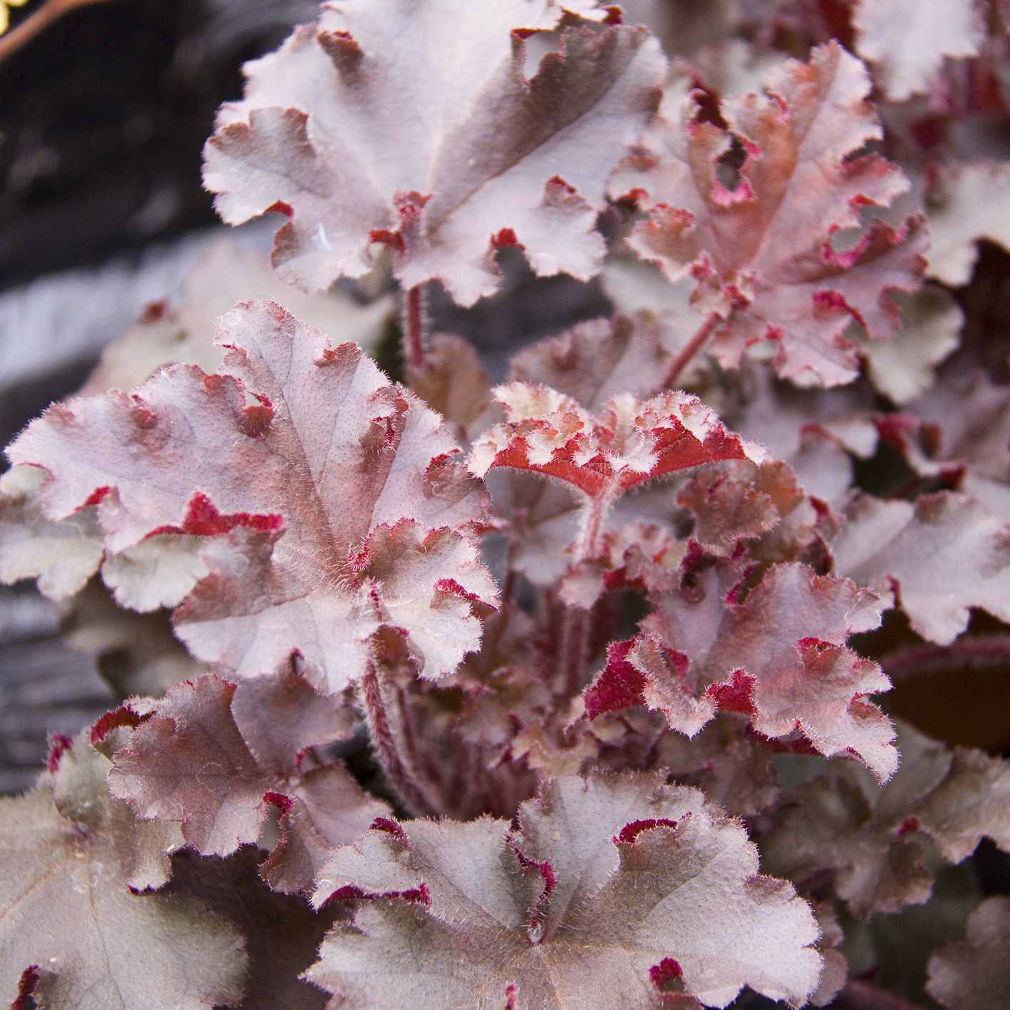 Превью изображения