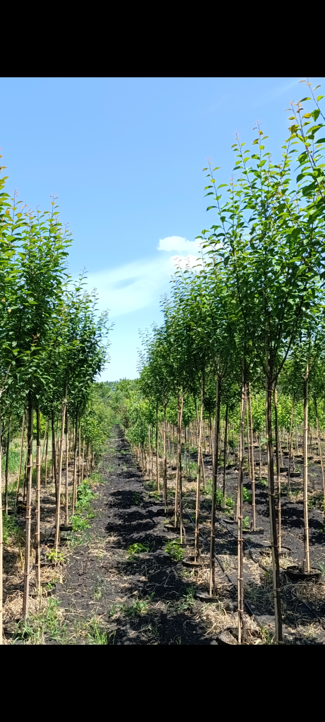 Превью изображения