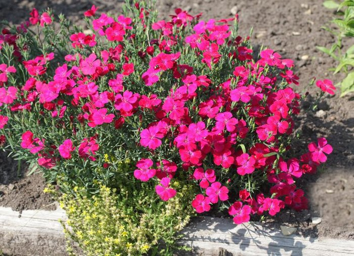 Превью изображения