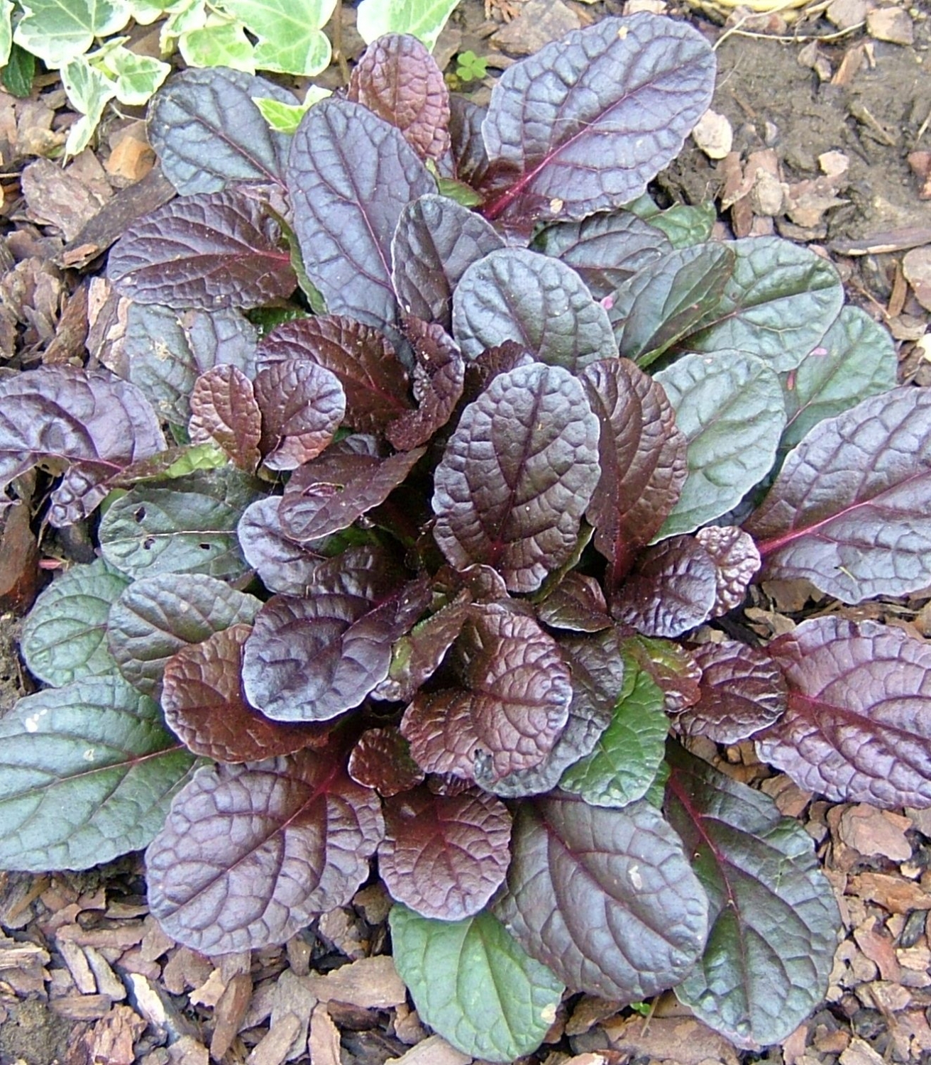 Превью изображения