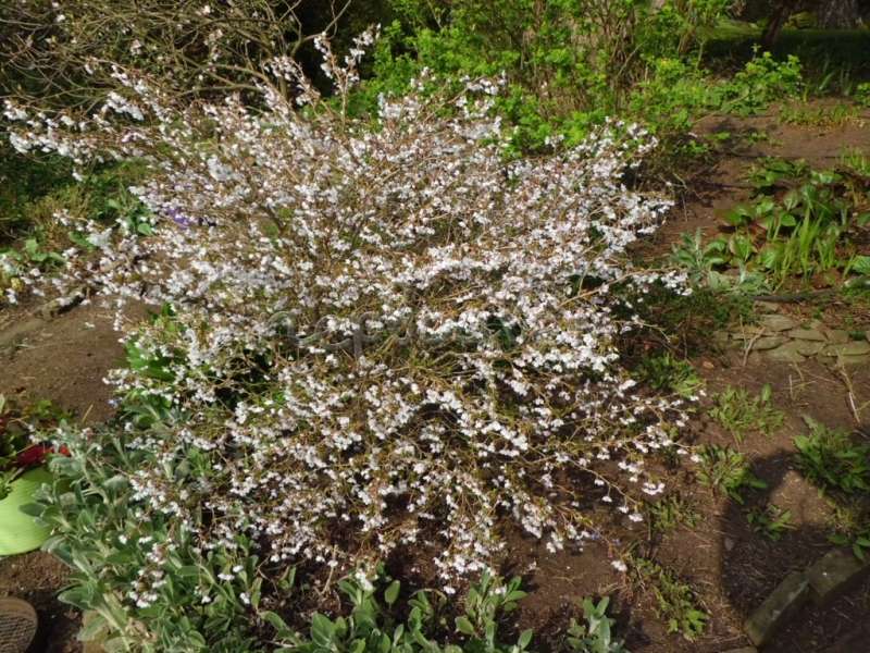 Превью изображения