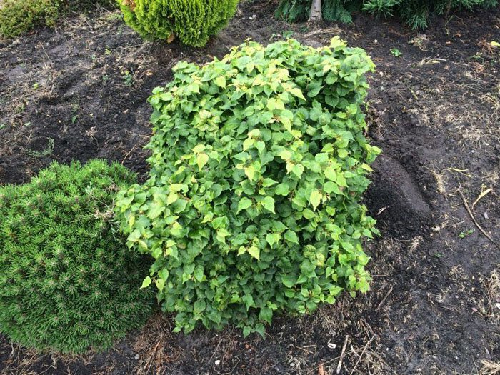 Превью изображения