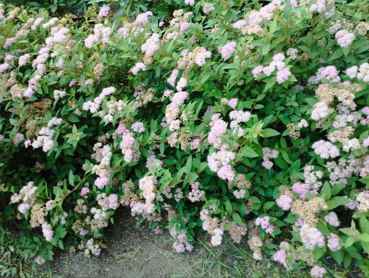 Превью изображения