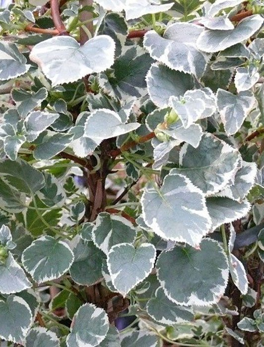 Превью изображения