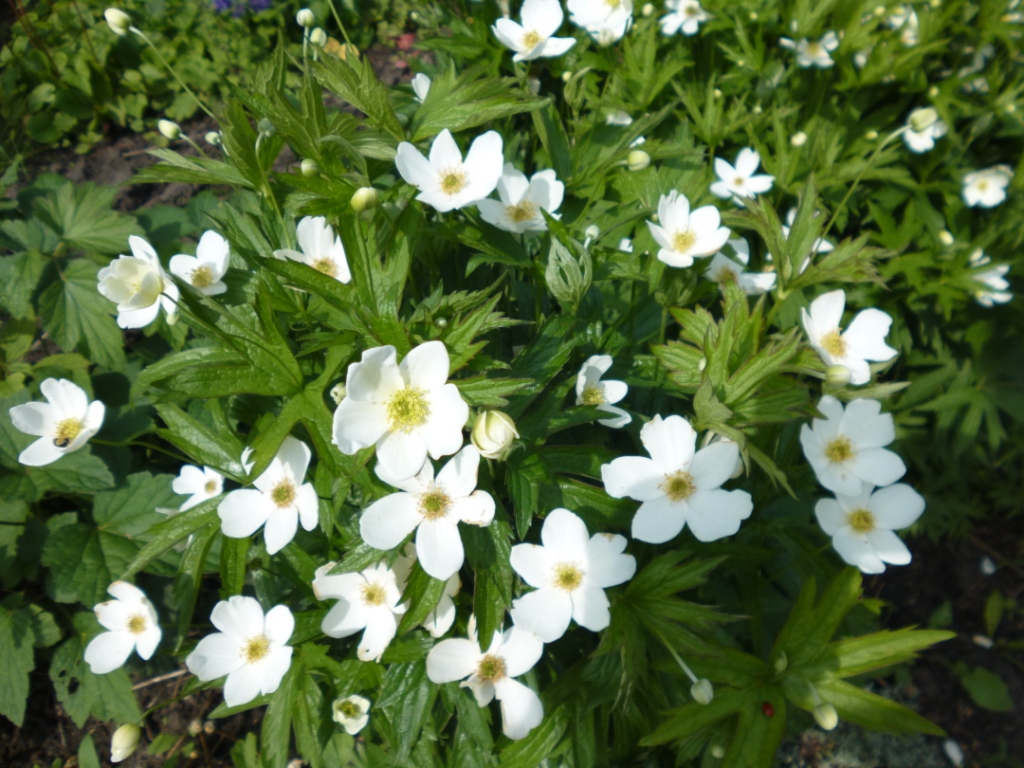 Превью изображения