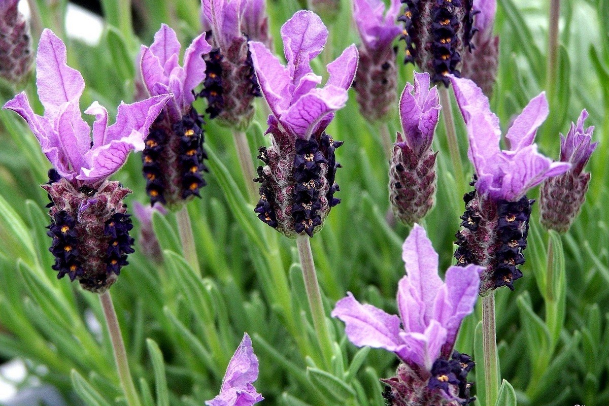 Превью изображения