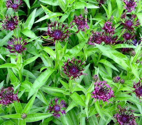 Превью изображения