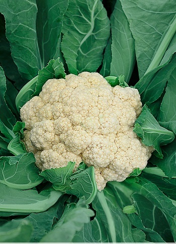 Превью изображения