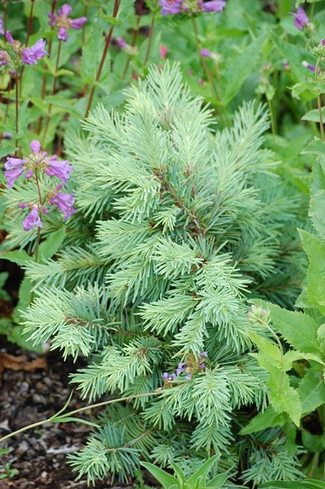 Превью изображения