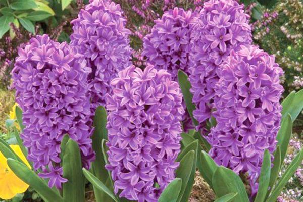 Превью изображения