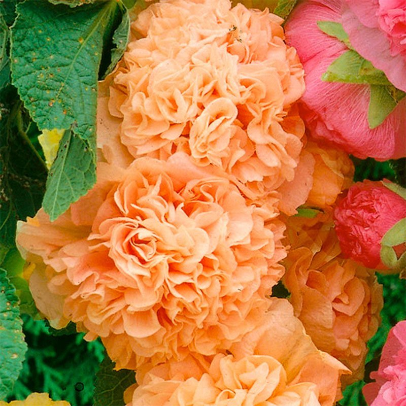 Превью изображения