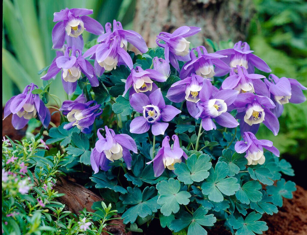 Превью изображения